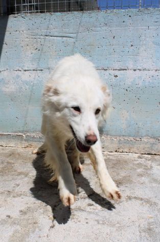 TONY 4 ANNI 25/30 KG. - Foto 6