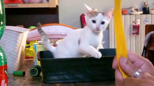 NIKITA, dolce gattina in adozione - Foto 3