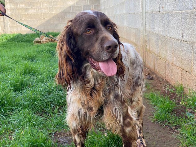 Zefiro il cane in canile che aspetta la sua famiglia - Foto 2