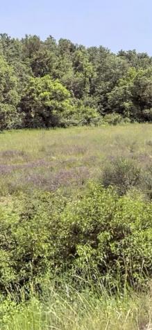 Terreno agricolo in vendita a Ferratore - Siena 55000 mq Rif: 1405669