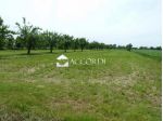 TERRENO AGRICOLO di 5700 mq (VOLPAGO DEL MONTELLO) rif. RT644