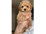 MALTIPOO &amp; MALTIPO CUCCIOLI ALBICOCCA - pagamento agevolato