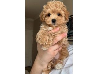 MALTIPOO & MALTIPO CUCCIOLI ALBICOCCA - pagamento agevolato