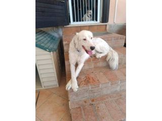 Neve setter adozione cane sordo