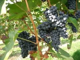 Vendemmia 2026, raccolta Uva Cirò D.o.C.