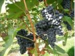 Vendemmia 2026, raccolta Uva Cirò D.o.C.