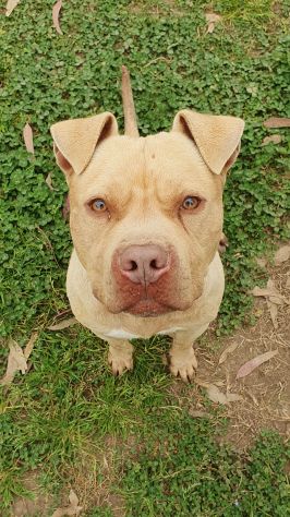 Omar, Buonissimo pitbull, 5 anni, maschio - Foto 3