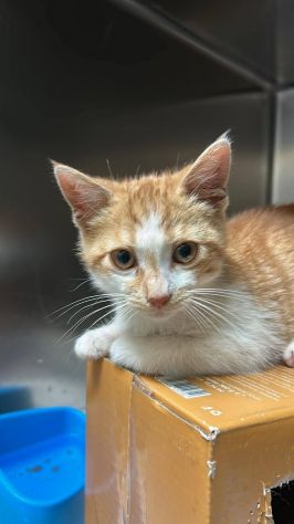 Chicco gattino
