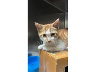 Chicco gattino