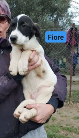 CUCCIOLI IN ADOZIONE - Foto 2