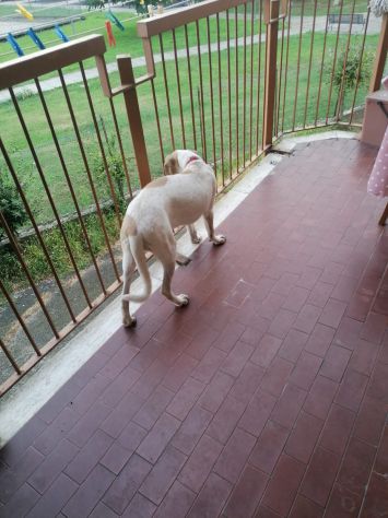 MAYA, affettuosa cucciola - Foto 6