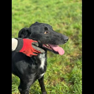 AARON dolce e vitale carbonello, CANE IN ADOZIONE - Foto 7
