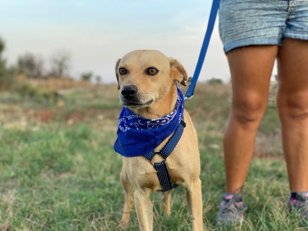 Zico il cagnolino che aspetta una famiglia - Foto 7