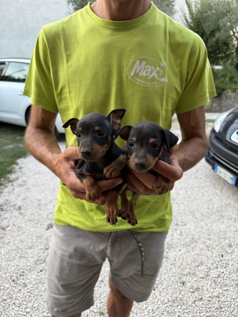 Nuovi Cuccioli di Pinscher - Foto 2