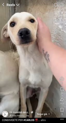 CARLOS SIMIL LABRADOR IN MINIATURA CUCCIOLO IN ADOZIONE - Foto 6