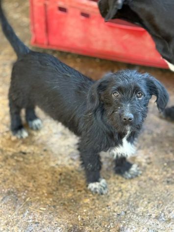NERA, timida cucciola baffuta TG PICCOLA! - Foto 4