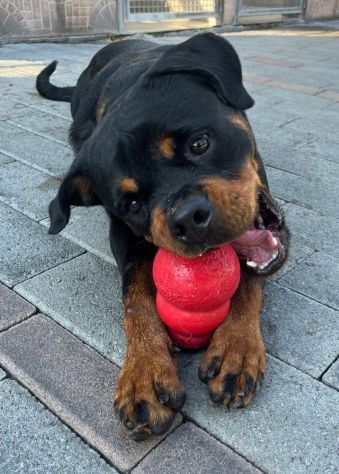 LESLIE BELLISSIMA ROTTWEILER - Foto 9