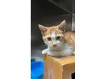 Chicco gattino