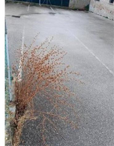 Immobile in asta di 12 m² in vendita a Fano - Foto 3