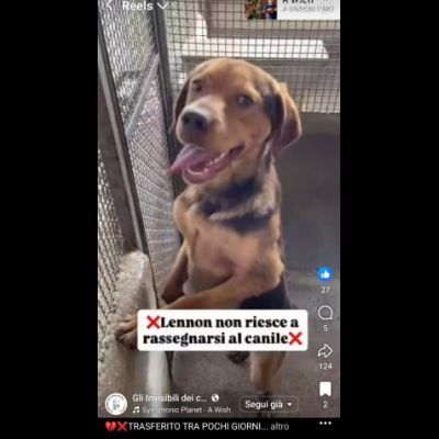 LENNON UNA DOLCEZZA DA SALVARE CANE IN ADOZIONE