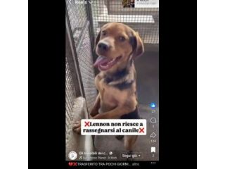 LENNON UNA DOLCEZZA DA SALVARE CANE IN ADOZIONE