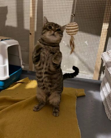 TIGRO, tenero gatto adulto in adozione! - Foto 3