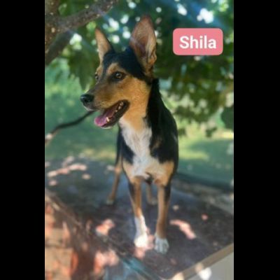 DIANA E SHILA CAGNOLINE IN ADOZIONE - Foto 4