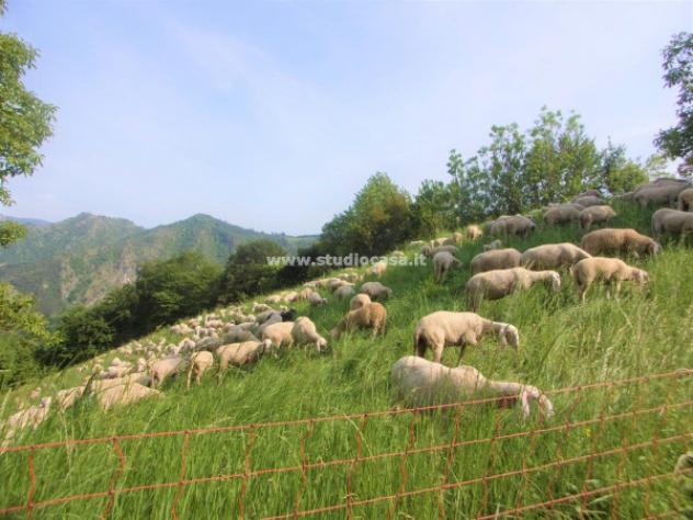 Terreno di 6000 m² in vendita a Gorno - Foto 2