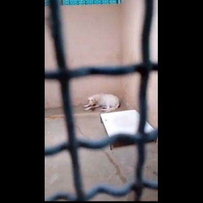 ELETTRA UNA DELLE MIGLIAIA DI ANIME PERSE CAGNOLINA IN ADOZIONE - Foto 2