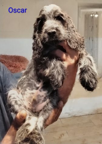 Cucciolo cocker spaniel inglese Blu roano - Foto 9