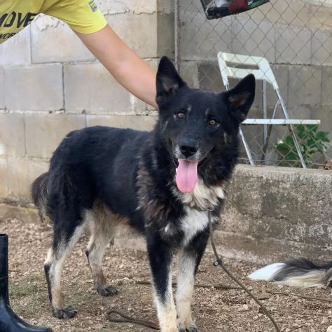 ARES CERCA LIBERTÀ E UNA FAMIGLIA TUTTA SUA SIMIL HUSKY CANE IN ADOZIONE - Foto 5