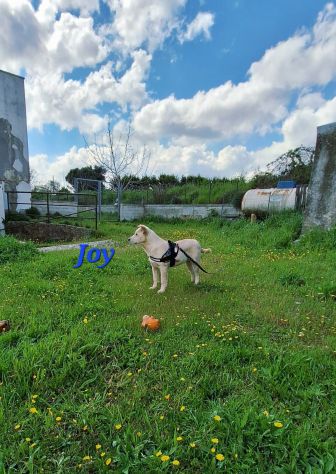 Sono Joy , mi trovo in canile e qui nessuno arriva a portarmi via...... - Foto 3