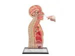 INSERIMENTO SONDINO NASO GASTRICO A DOMICILIO CATANIA