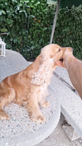Cocker Spaniel (femmina da caccia) - Foto 2