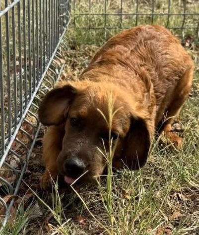 Ted – cucciolo 3 mesi, rimasto solo al mondo Ora è in canile.