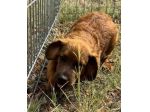 Ted – cucciolo 3 mesi, rimasto solo al mondo  Ora è in canile.