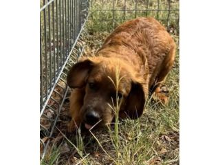 Ted – cucciolo 3 mesi, rimasto solo al mondo Ora è in canile.