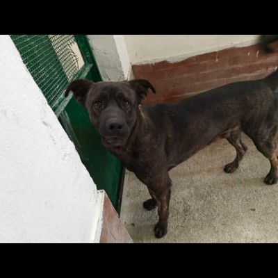 AMOS GIOVANE BELLO GIOCHERELLONE CAGNOLINO IN ADOZIONE - Foto 5