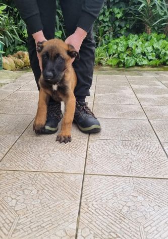 Cuccioli Pastore Belga Malinois tutta Italia - Foto 2