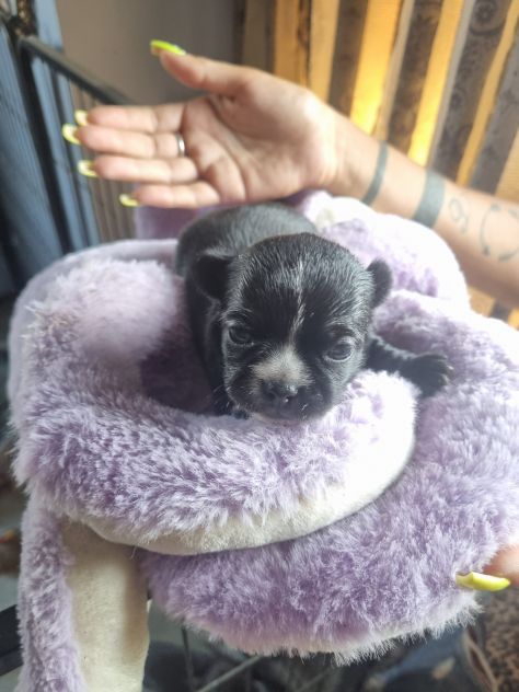 Cuccioli di chihuahua - Foto 4