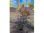 ACER PALMATUM BLOODGOOD (ANGUILLARA SABAZIA RM )