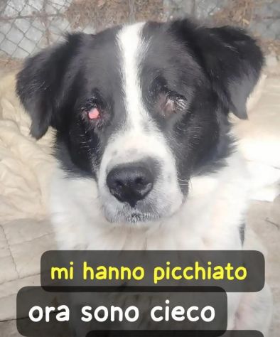 4anni COLPITO DA UNA PALA IN TESTA: CIECO!! LAZIO