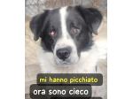 4anni COLPITO DA UNA PALA IN TESTA: CIECO!! LAZIO