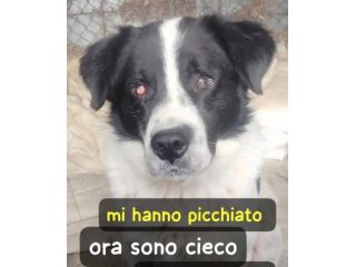 4anni COLPITO DA UNA PALA IN TESTA: CIECO!! LAZIO