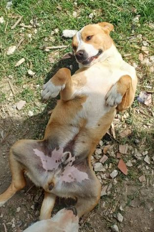 Meraviglioso Amstaff 5anni da anni senza richieste PUGLIA SOS - Foto 2
