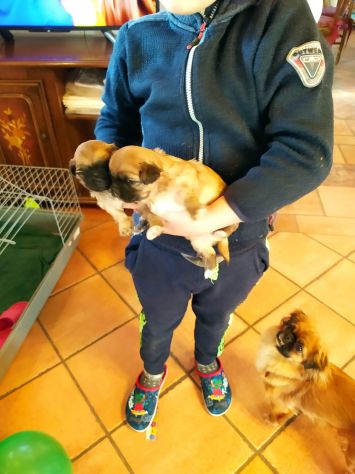 Cuccioli di Pechinese - Foto 2