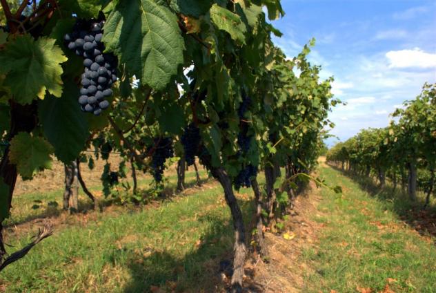 Terreno agricolo in vendita a Nodica - Vecchiano 1800 mq Rif: 1215737