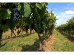 Terreno agricolo in vendita a Nodica - Vecchiano 1800 mq  Rif: 1215737