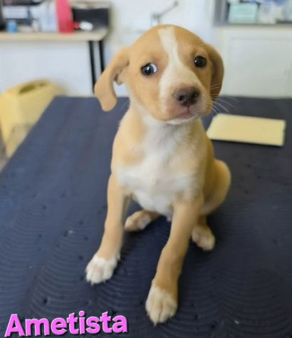 AMETISTA,cucciola mix volpino breton
