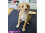 AMETISTA,cucciola mix volpino breton